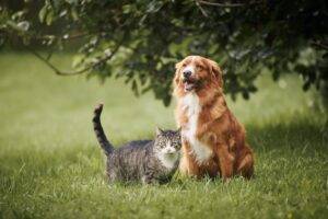best pet insurance