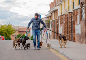 Professional dog walker walking a pack of different breed dogs on city street.