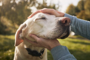 Man stroking an old, loyal Labrador retriever on an autumn sunny day.
